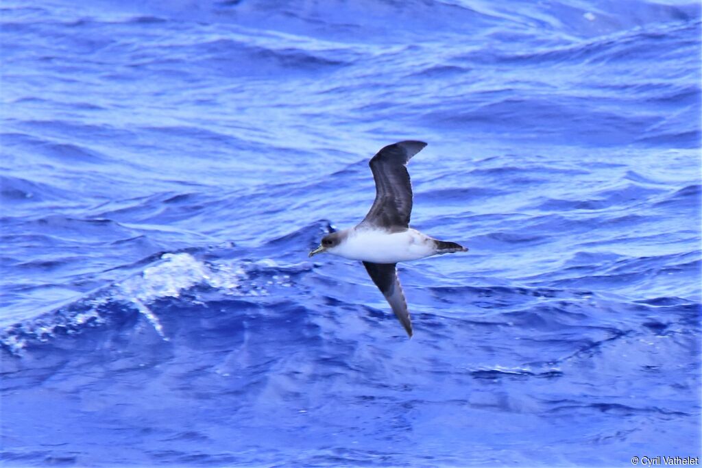 Grey Petrel, Flight