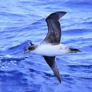 Grey Petrel