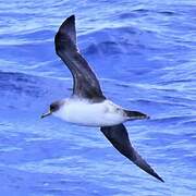 Grey Petrel