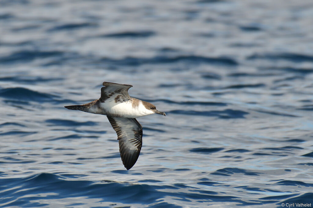 Puffin majeuradulte, Vol