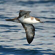 Puffin majeur