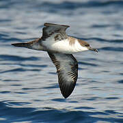 Great Shearwater