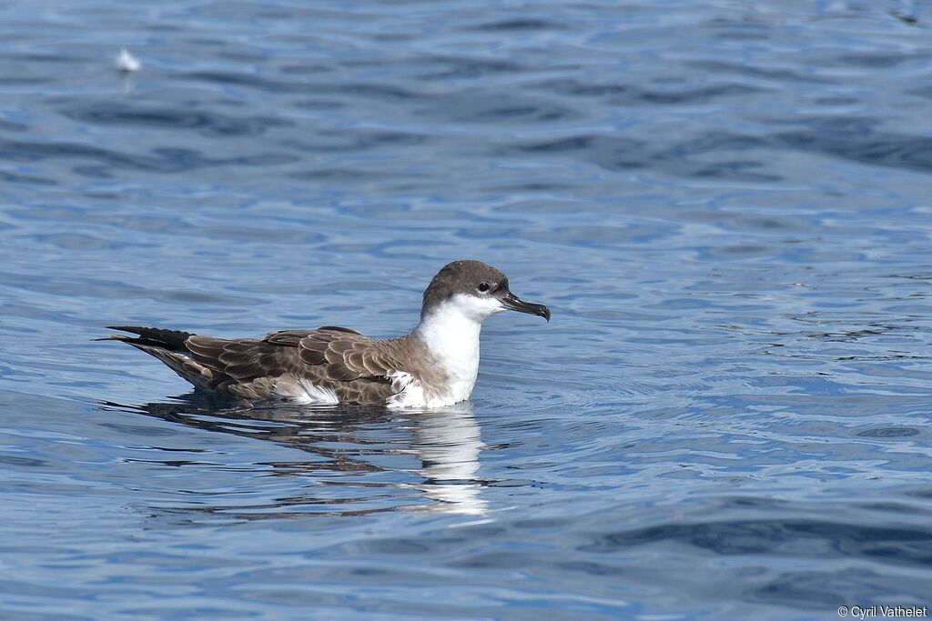 Puffin majeur, identification, composition, pigmentation, nage