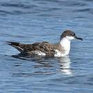 Puffin majeur