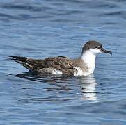 Great Shearwater