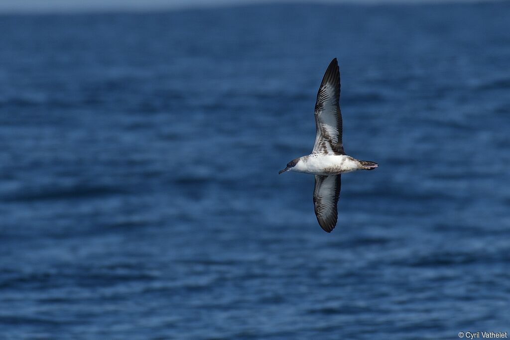 Great Shearwater, aspect, pigmentation, Flight