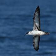 Great Shearwater