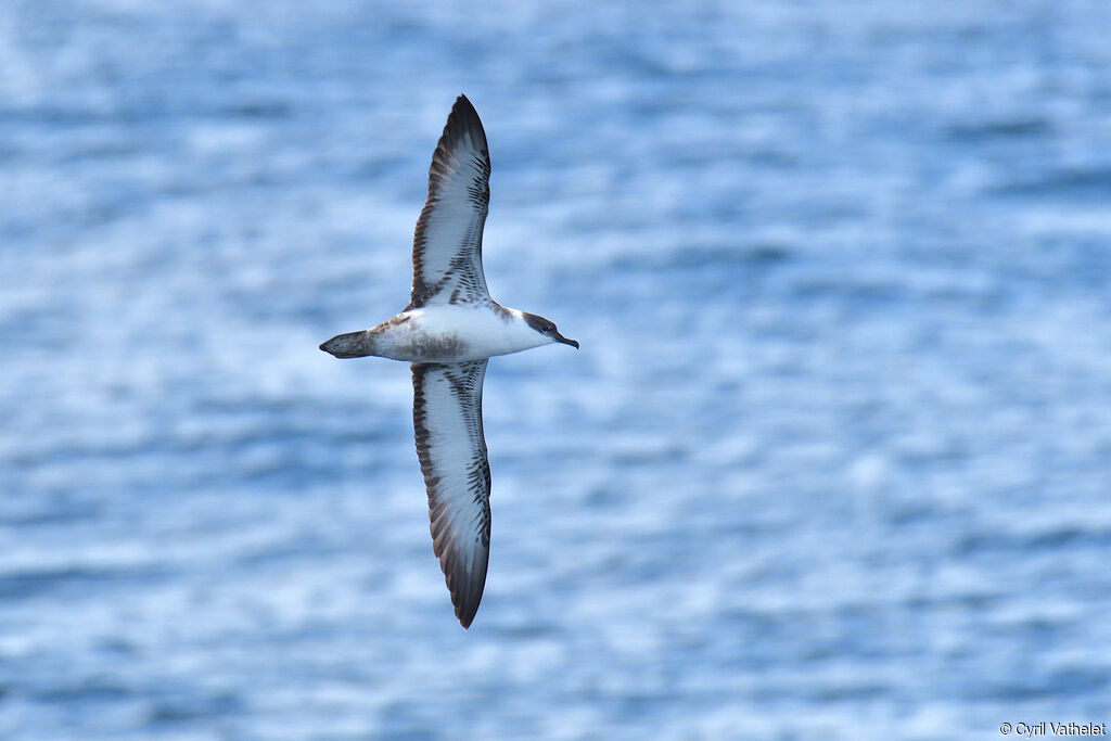 Great Shearwater, aspect, pigmentation, Flight