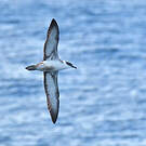 Puffin majeur