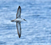 Great Shearwater