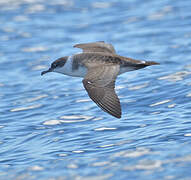 Great Shearwater