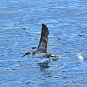 Great Shearwater