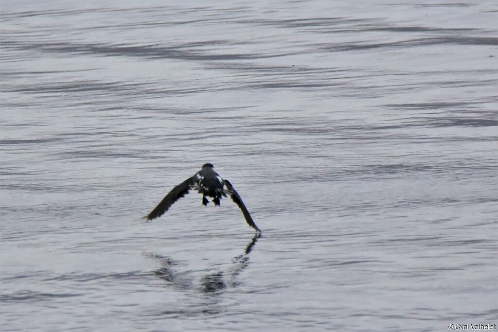 Magellanic Diving Petrel, Flight