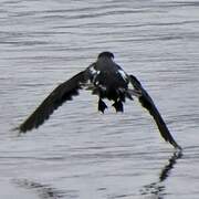 Magellanic Diving Petrel