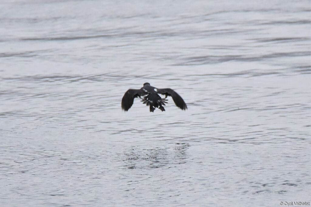 Magellanic Diving Petrel, Flight