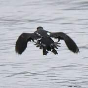 Magellanic Diving Petrel