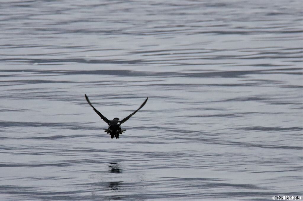 Magellanic Diving Petrel, Flight