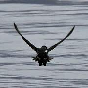 Magellanic Diving Petrel