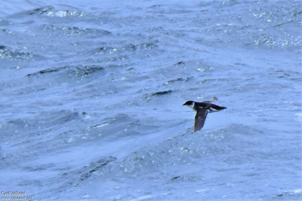 Magellanic Diving Petreladult, Flight