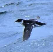 Magellanic Diving Petrel