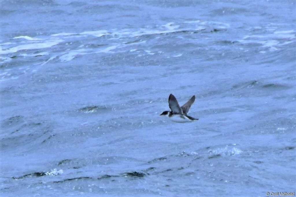 Magellanic Diving Petrel, Flight