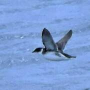 Magellanic Diving Petrel