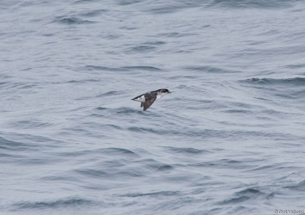 Common Diving Petreladult, Flight