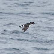 Common Diving Petrel