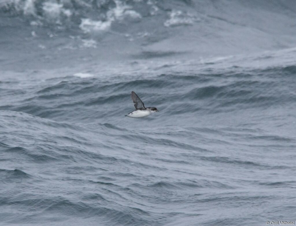 Puffinure plongeuradulte, Vol