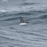 Common Diving Petrel