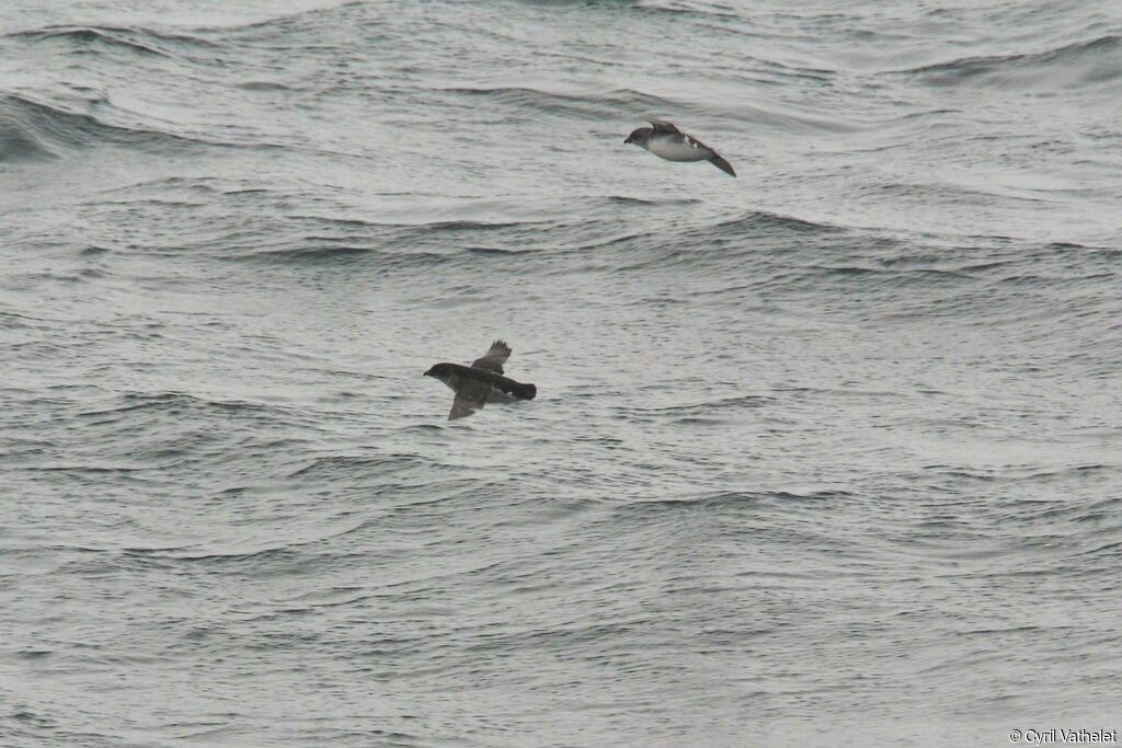 Common Diving Petrel, Flight