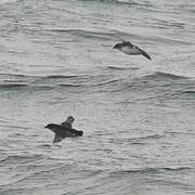 Common Diving Petrel