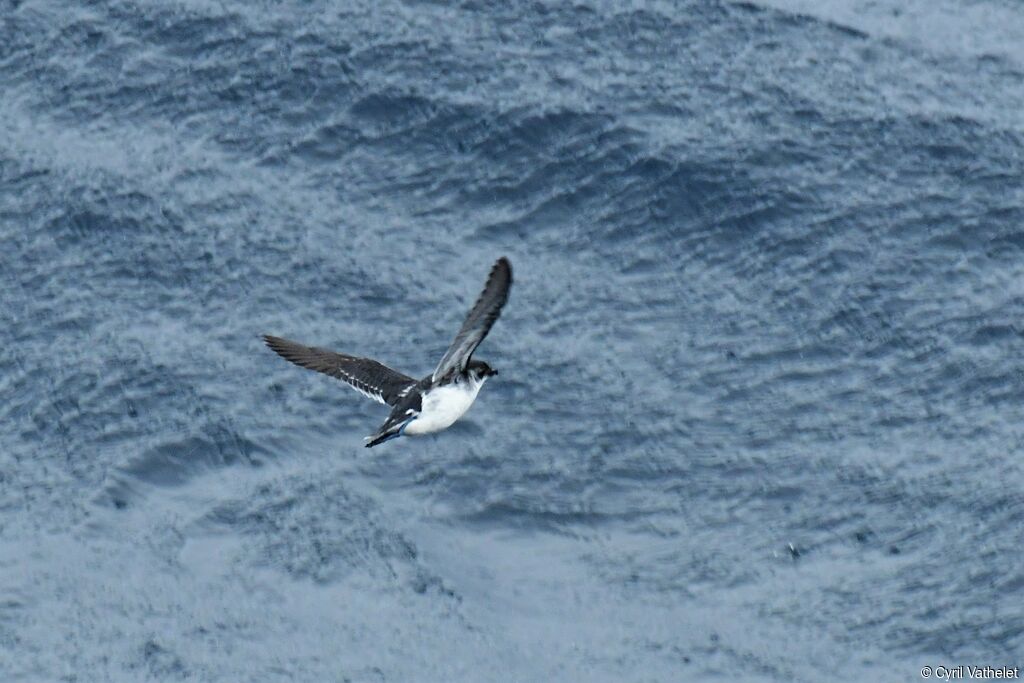 Common Diving Petrel, Flight