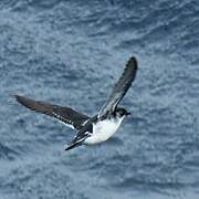 Common Diving Petrel