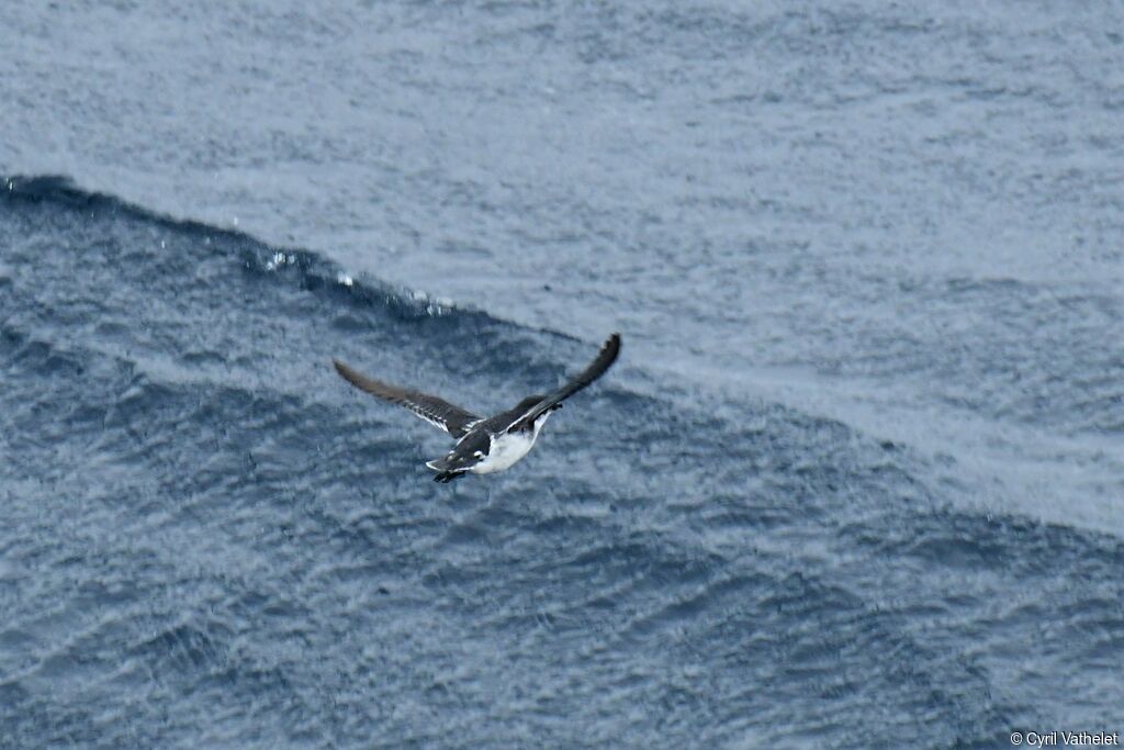 Common Diving Petrel, Flight