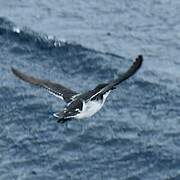 Common Diving Petrel