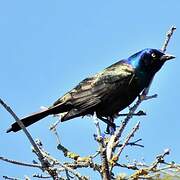 Common Grackle