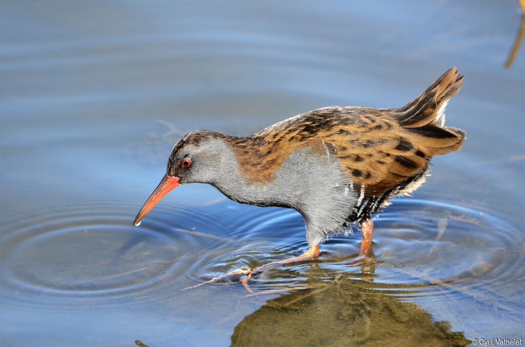 Water Railadult, identification, aspect, walking