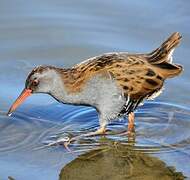 Water Rail