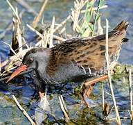 Water Rail