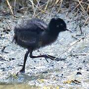 Water Rail