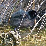 Water Rail