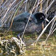 Water Rail