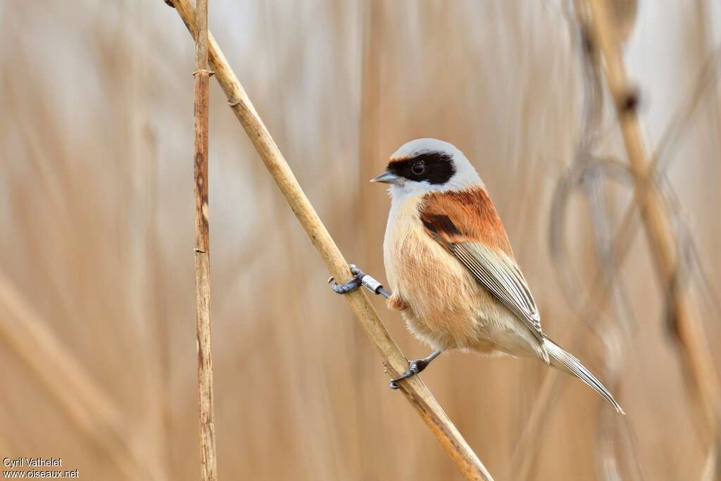 Eurasian Penduline Tit male adult breeding, identification, aspect