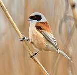 Rémiz penduline