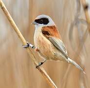 Eurasian Penduline Tit