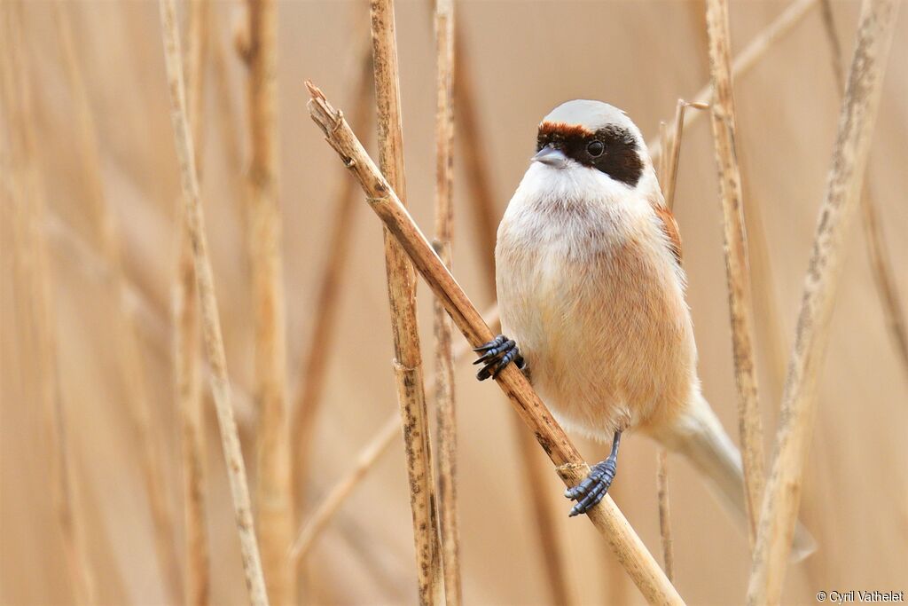 Eurasian Penduline Tit, identification, aspect