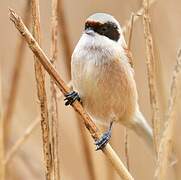 Eurasian Penduline Tit