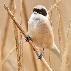 Rémiz penduline