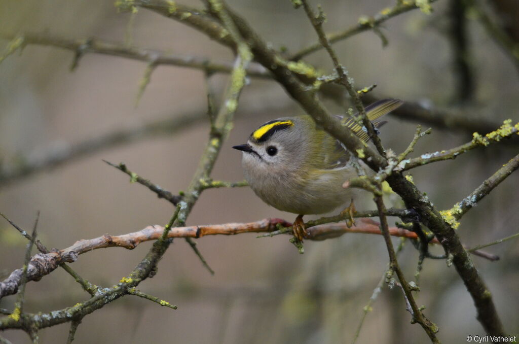 Goldcrestadult, identification, aspect